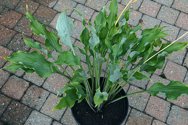 Holar Wild Side Hosta Plants online shopping