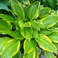 Harpoon Hosta Plants online shopping