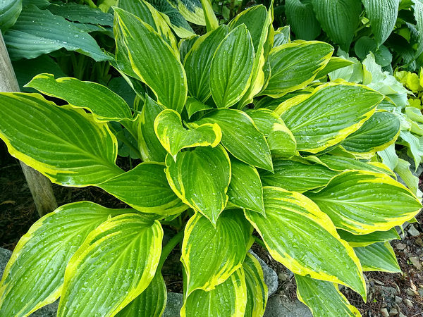 Harpoon Hosta Plants online shopping