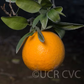 Novelty x Ellendale Mandarin Hybrid Budwood citrus plant material online shopping