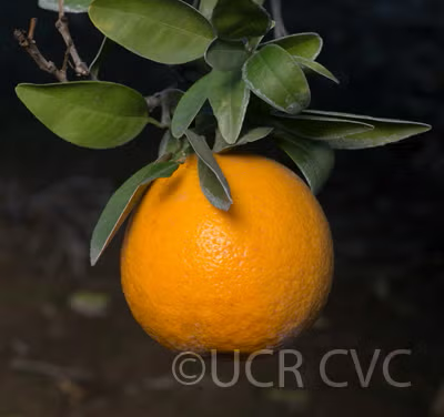 Novelty x Ellendale Mandarin Hybrid Budwood citrus plant material online shopping