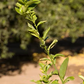 Thornless Mexican Lime Budwood citrus plant material online shopping