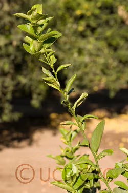 Thornless Mexican Lime Budwood citrus plant material online shopping