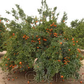 Marisol Clementine Budwood citrus plant material online shopping