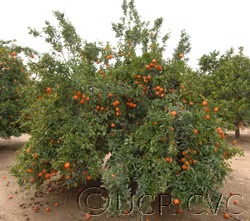 Marisol Clementine Budwood citrus plant material online shopping