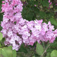 Maiden's Blush Lilac lilac plant online shopping
