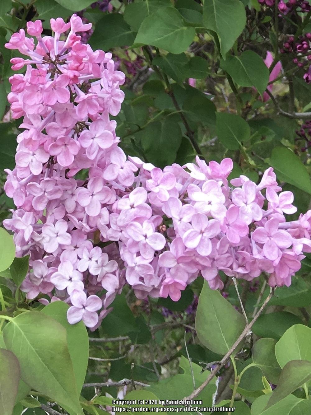 Maiden's Blush Lilac lilac plant online shopping