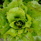 Precocissimo Chicory