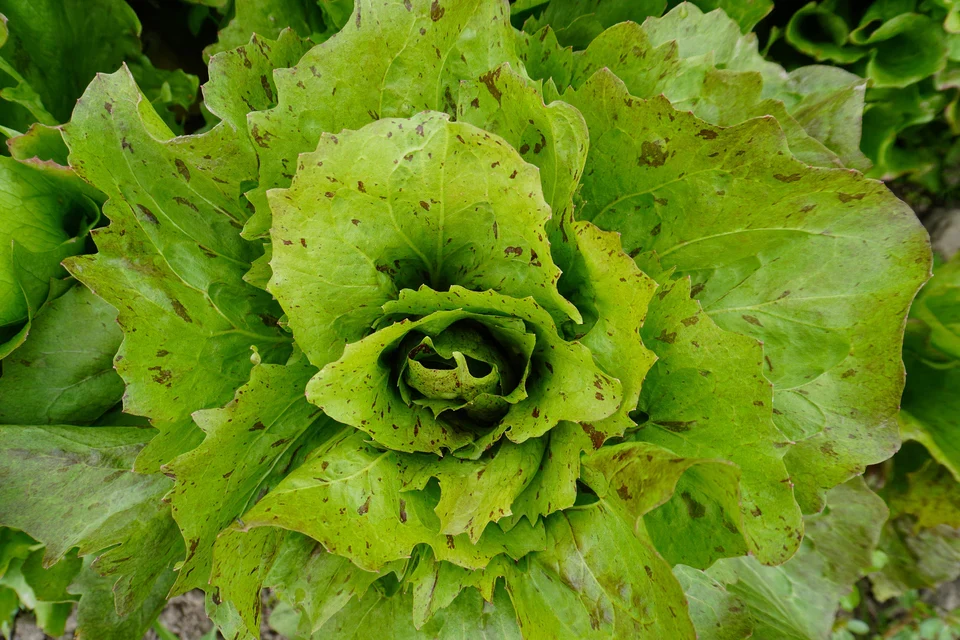 Precocissimo Chicory