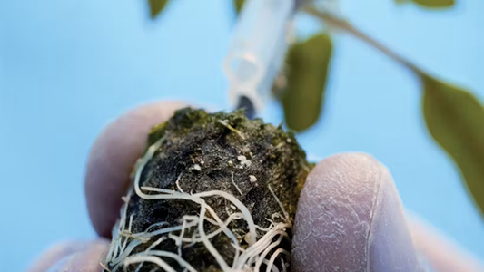 Grodan Pro Plug Propagation Rock Wool Hydroponics Substrate