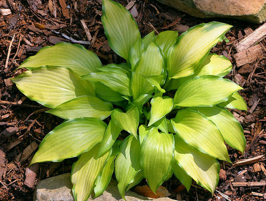 Paradise Tritone Hosta Plants online shopping
