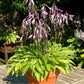 Iced Lemon Hosta Plants online shopping