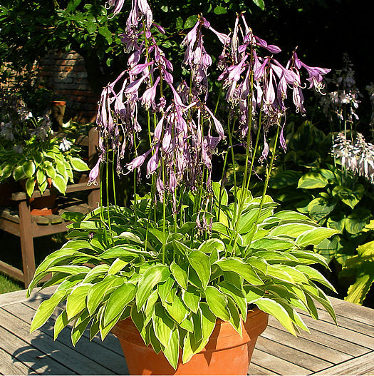 Iced Lemon Hosta Plants online shopping