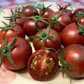 Sunchocola Cherry Tomato