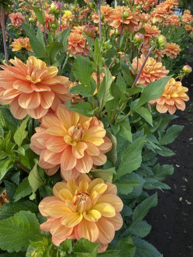 Grandma’s Hug Dahlia