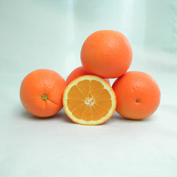 Frost Washington Navel Orange Budwood citrus plant material online shopping