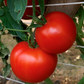 RuBee Goddess Tomato