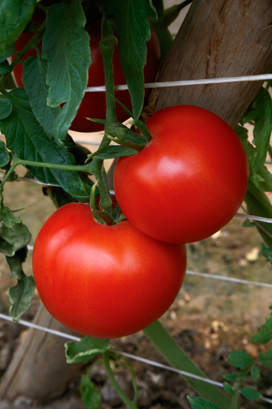 RuBee Goddess Tomato Seeds online shopping