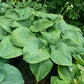 Humpback Whale Hosta Plants online shopping