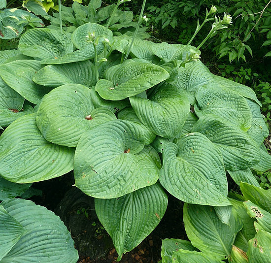 Humpback Whale Hosta Plants online shopping