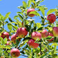 Prairie Sensation Apple