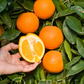 Spring Navel Orange Budwood citrus plant material online shopping