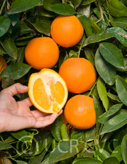 Spring Navel Orange Budwood citrus plant material online shopping