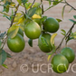 New Zealand Lemonade Hybrid Lemon Budwood citrus plant material online shopping