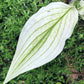 Zebra Stripes Hosta Plants online shopping