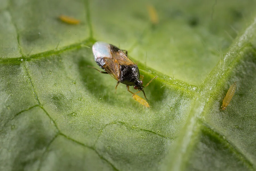 Thripor I Predatory Bug