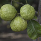 Citremon Trifoliate Hybrid Budwood citrus plant material online shopping
