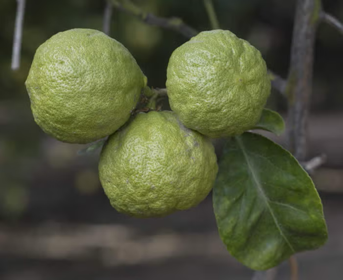 Citremon Trifoliate Hybrid Budwood citrus plant material online shopping
