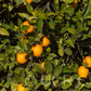 Diller Sweet Orange Budwood citrus plant material online shopping