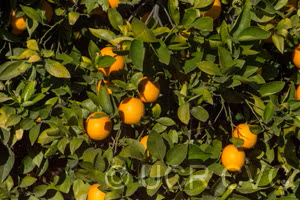 Diller Sweet Orange Budwood citrus plant material online shopping