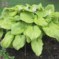 Golden Sculpture Hosta Plants online shopping