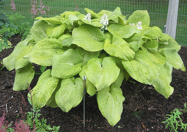 Golden Sculpture Hosta Plants online shopping