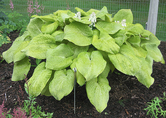 Golden Sculpture Hosta Plants online shopping