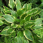 Tea At Bettys Hosta Plants online shopping