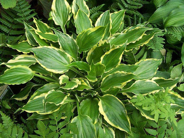 Tea At Bettys Hosta Plants online shopping