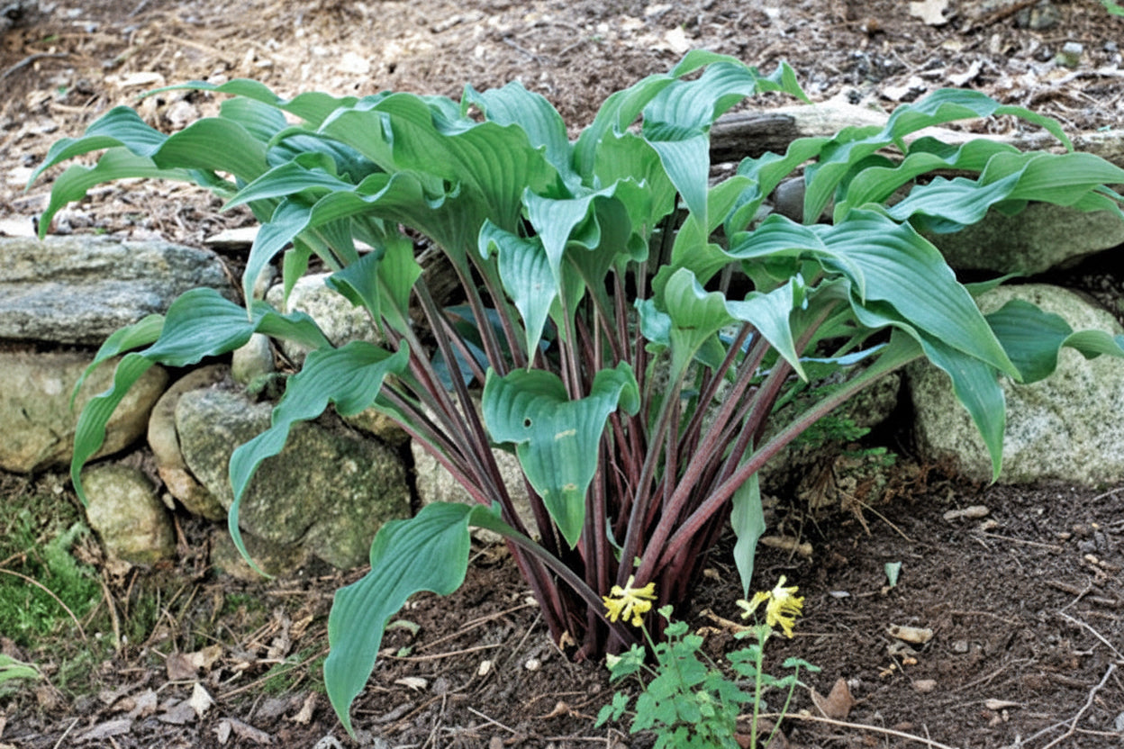 Point Judith Hosta Plants online shopping