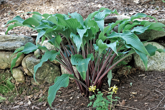 Point Judith Hosta Plants online shopping