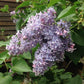 Président Grévy Lilac lilac plant online shopping