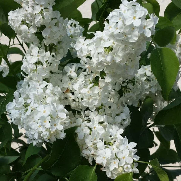 Primrose Heirloom Lilac lilac plant online shopping