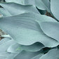 October Sky Hosta Plants online shopping
