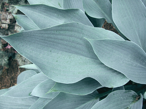October Sky Hosta Plants online shopping