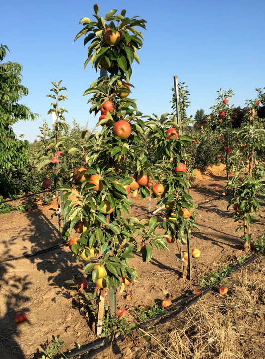 Apple tree with ripe apples in an orchard