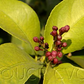 Yen Ben Lisbon Lemon Budwood citrus plant material online shopping