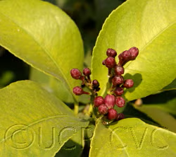 Yen Ben Lisbon Lemon Budwood citrus plant material online shopping