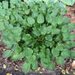 Teaspoon Hosta Plants online shopping