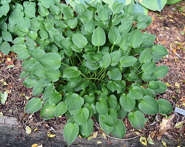Teaspoon Hosta Plants online shopping